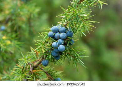 Juniperus communis. Medicinal plant and evergreen tree - the common juniper