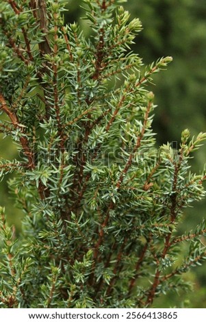 Juniperus communis 'Sentinel', common juniper with grey needles
