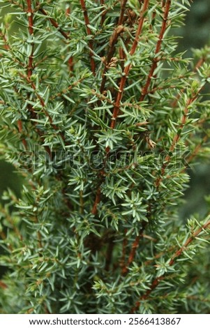 Juniperus communis 'Sentinel', common juniper with grey needles