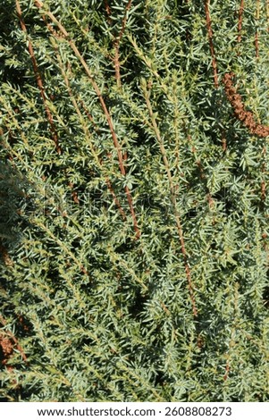 Juniperus communis 'Sentinel', common juniper with green needles