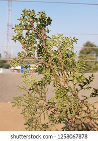 Juniperus Deppeana (Alligator Juniper)