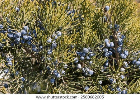 Juniperus excelsa, commonly called the Greek Juniper. This blue berries are used as spices and in herbal medicine.