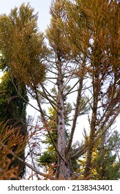 Juniperus Occidentalis, Western Juniper In Nature