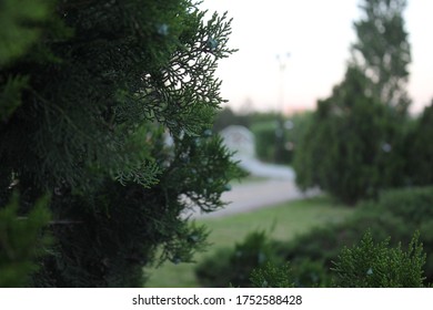 Juniperus Occidentalis - Western Juniper In The Park.