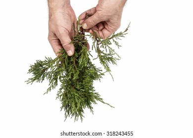 Juniperus sabina