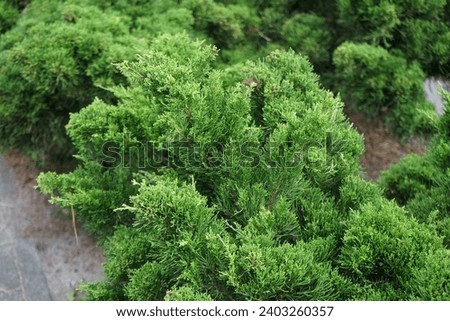 Juniperus sabina grows in September. Juniperus sabina, the savin juniper or savin, is a species of juniper. Berlin, Germany
