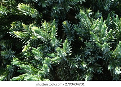 Juniperus squamata or flaky juniper