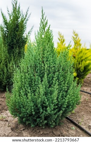 Juniperus squamata loderi in plant nursery
