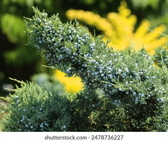 Juniperus virginiana, also known as eastern red cedar, red cedar, Virginian juniper, eastern juniper, red juniper, and other local names, is a species of juniper native to eastern North America - Powered by Shutterstock