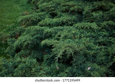 354 Juniperus virginiana Images, Stock Photos & Vectors | Shutterstock