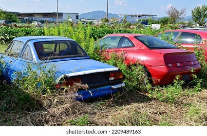 Junk Car Yard.
Several Cars Are Abandoned In An Overgrown Lot.