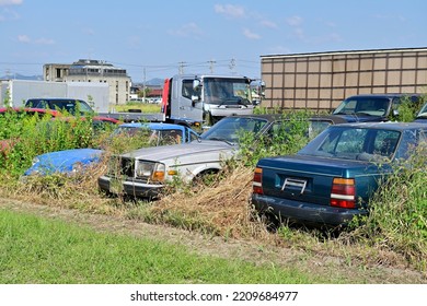 Junk Car Yard.
Several Cars Are Abandoned In An Overgrown Lot.