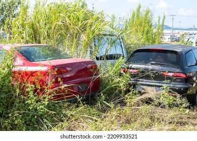 Junk Car Yard.
Several Cars Are Abandoned In An Overgrown Lot.