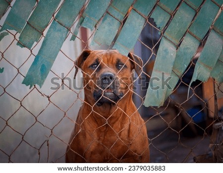 Junk yard security dog looking through a chain link fence. The breed is a rottweiler
