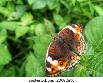 Junonia coenia, known as the common buceye or buckeye is a butterfly in the family nymphalidae