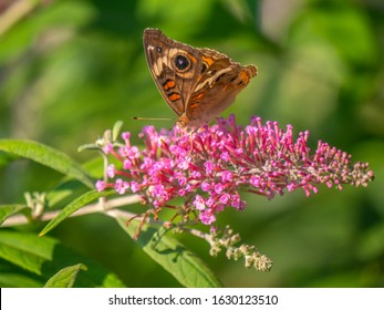 Junonia coenia, known as the common buckeye or buckeye, is a butterfly in the family Nymphalidae