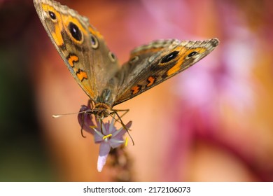 A Junonia Evarete butterfly perched on a flower