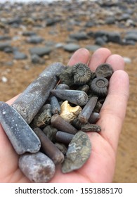 Jurassic Coast, Fossil Hunting, Beach, Dorset, The UK