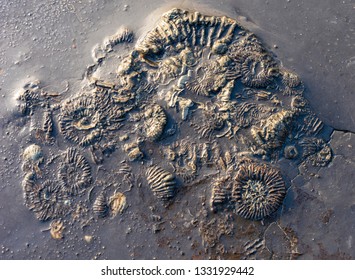 Jurassic Coastline Fossil Ammonites At Kimmeridge In Dorset 