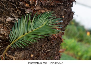 Jurassic Plant Of Brazilian Rain Forest