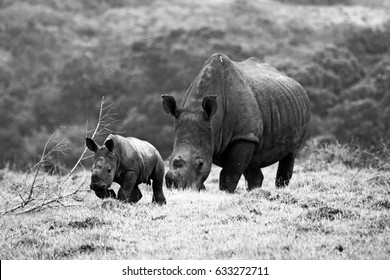 Just a baby rhino and his mom