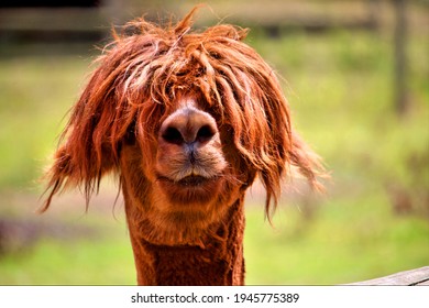 Just a bad hair day - Shutterstock ID 1945775389