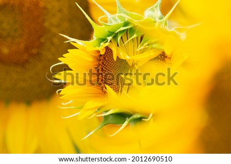 Similar – sunflowers Umwelt Natur