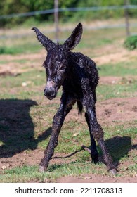 Just Born Chick Of A Donkey