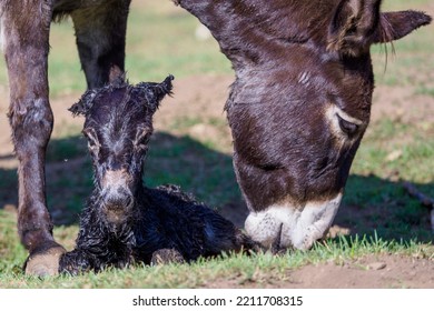 Just Born Chick Of A Donkey