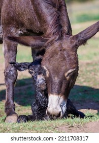 Just Born Chick Of A Donkey