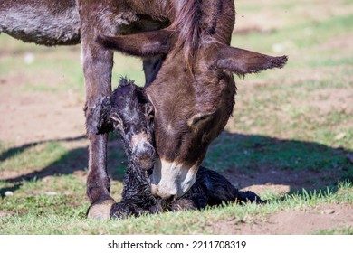 Just Born Chick Of A Donkey