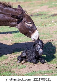 Just Born Chick Of A Donkey