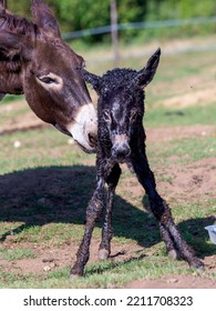 Just Born Chick Of A Donkey