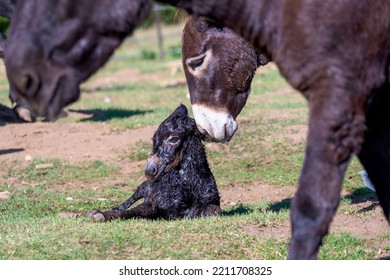 Just Born Chick Of A Donkey