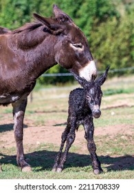 Just Born Chick Of A Donkey