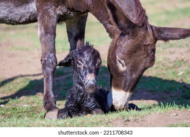 Just Born Chick Of A Donkey