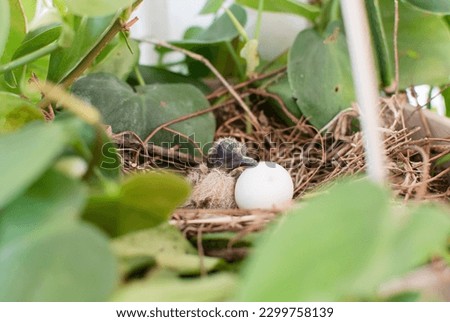 just born Little baby bird of Mourning Dove leaning to the egg in a nest