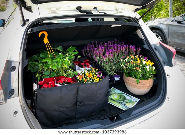 Just bought\
garden flowers in open car\
trunk