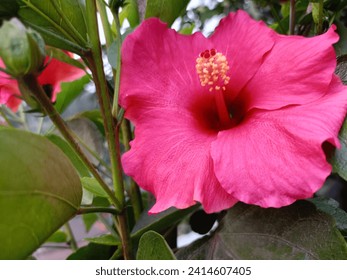  Just bought the most stunning hibiscus plant! The petals are a vibrant pink and the leaves are so lush. Can't wait to watch it bloom! #hibiscus #pinkflower #excited