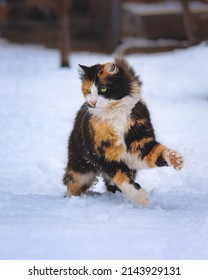 Just A Cat Playing In The Snow.