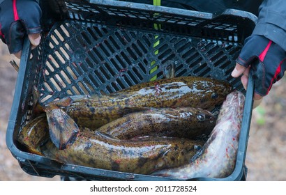 Just Caught Burbot In The Basket. Fresh Fish. Freshwater Fishing. Spotted And Slippery Burbot. The Fishes Of Northern Lakes. North Fishing. Healthy Dietary Fish. Environmentally Friendly, Ecologically