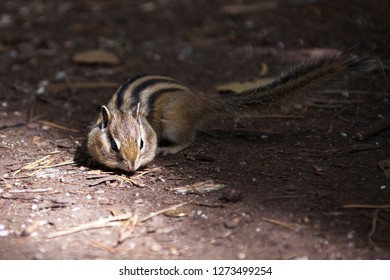 Just a chipmunk