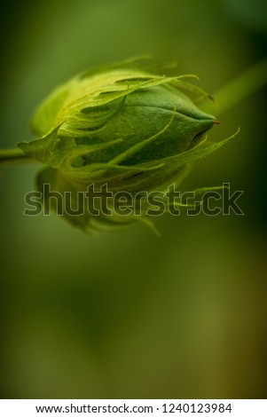 Similar – Young cucumber plant