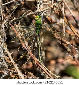 Just Emerged Male Blue Emperor Dragonfly.