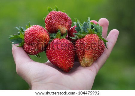 Similar – Image, Stock Photo strawberry season Food