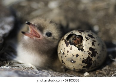 Just Hatching Baby Bird Common Tern. Russia.Ladoga Lake.