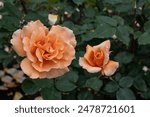 A Just Joey Rose flowers in a garden. United States.