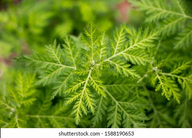 It Just Like A Artemisia Annua