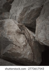 Just a little lizard sitting on a rock