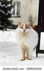 Just A Lone Street Cat Bob